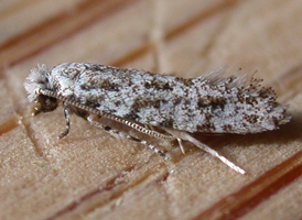 Diachorisia velatella 